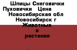 Шпицы Снеговички Пуховички › Цена ­ 25 000 - Новосибирская обл., Новосибирск г. Животные и растения » Собаки   